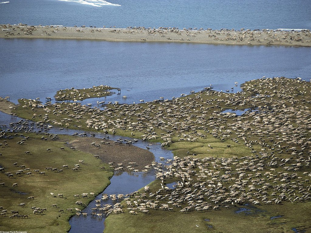 Caribou Herd, Arctic National Wildlife Refuge, Alaska